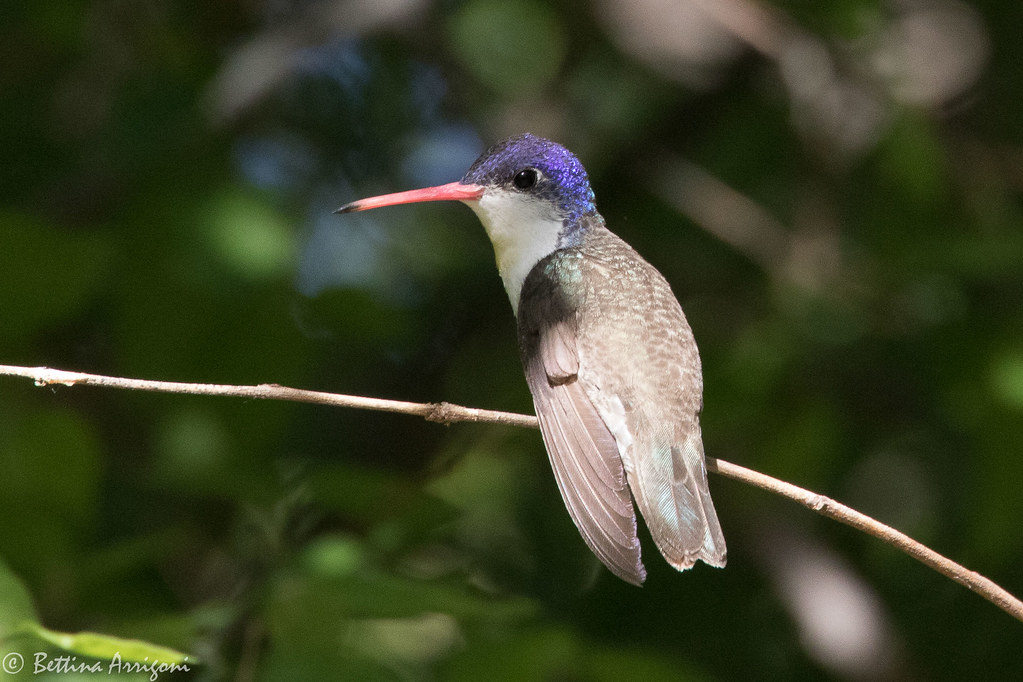 Violet-Crowned Hummingbird: Arizona’s Prince Hummer