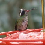 White-Eared Hummingbird
