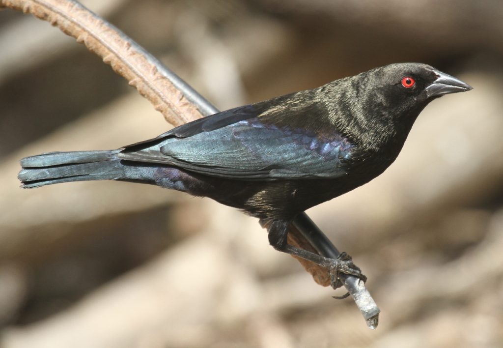 Bronzed Cowbird