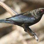 Bronzed Cowbird