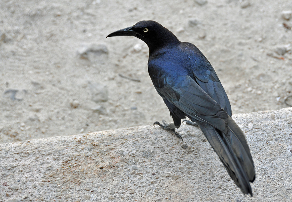 Great-tailed Grackle: Arizona’s Audacious Avian