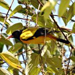 Hooded Oriole: The Vibrant Visitor of Arizona