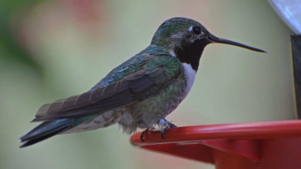 Black-Chinned Hummingbird: Arizona’s Black-Billed Beauty