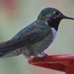 Black-Chinned Hummingbird: Arizona’s Black-Billed Beauty