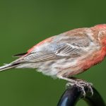House Finches: Feathered Neighbors Flourishing in Arizona