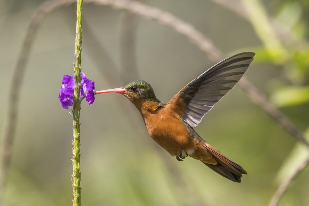 The Cinnamon Hummingbird: Arizona’s Aerial Spice