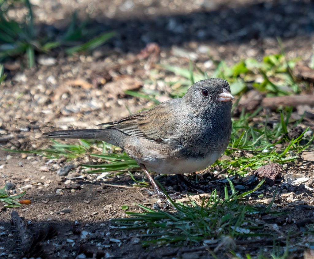 Dark-Eyed Junco: Arizona’s Original Snowbird