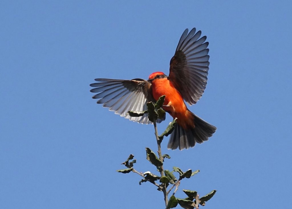 Vermilion Flycatcher: Arizona’s Flash of Fire