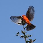 Vermilion Flycatcher: Arizona’s Flash of Fire