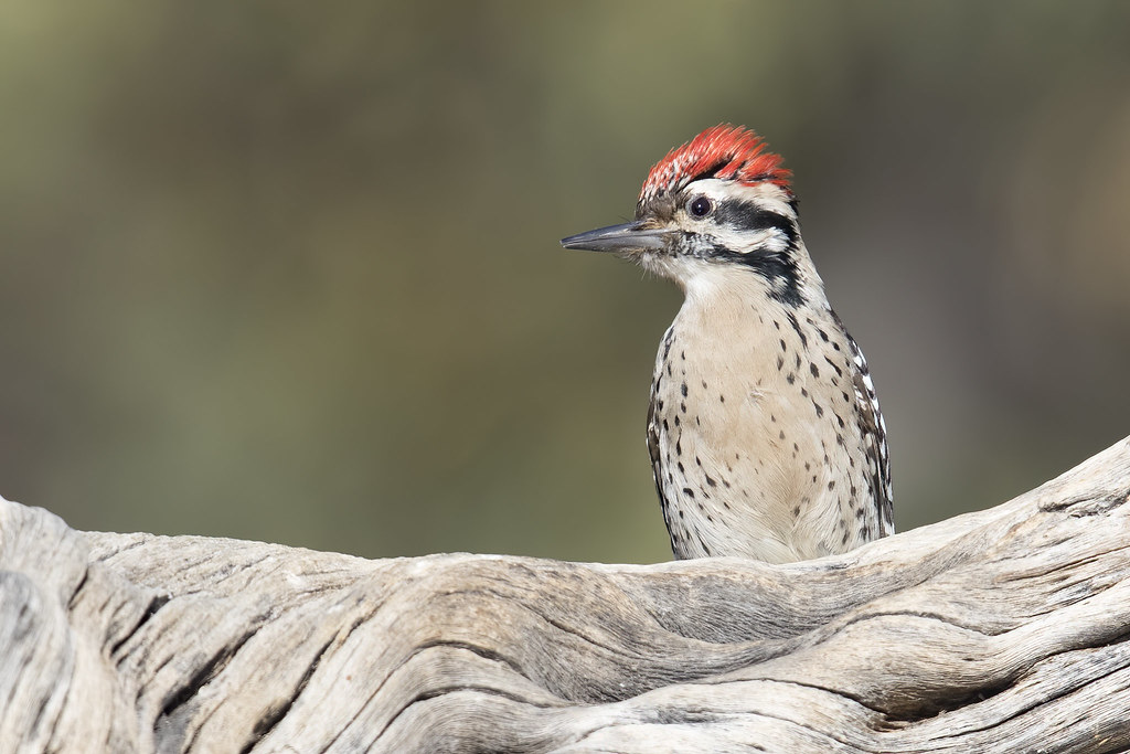 Ladder-Backed Woodpecker: Arizona’s Black and White Beauty