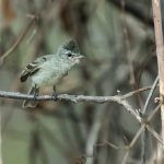 Northern Beardless Tyrannulet: A Tiny Tyrant