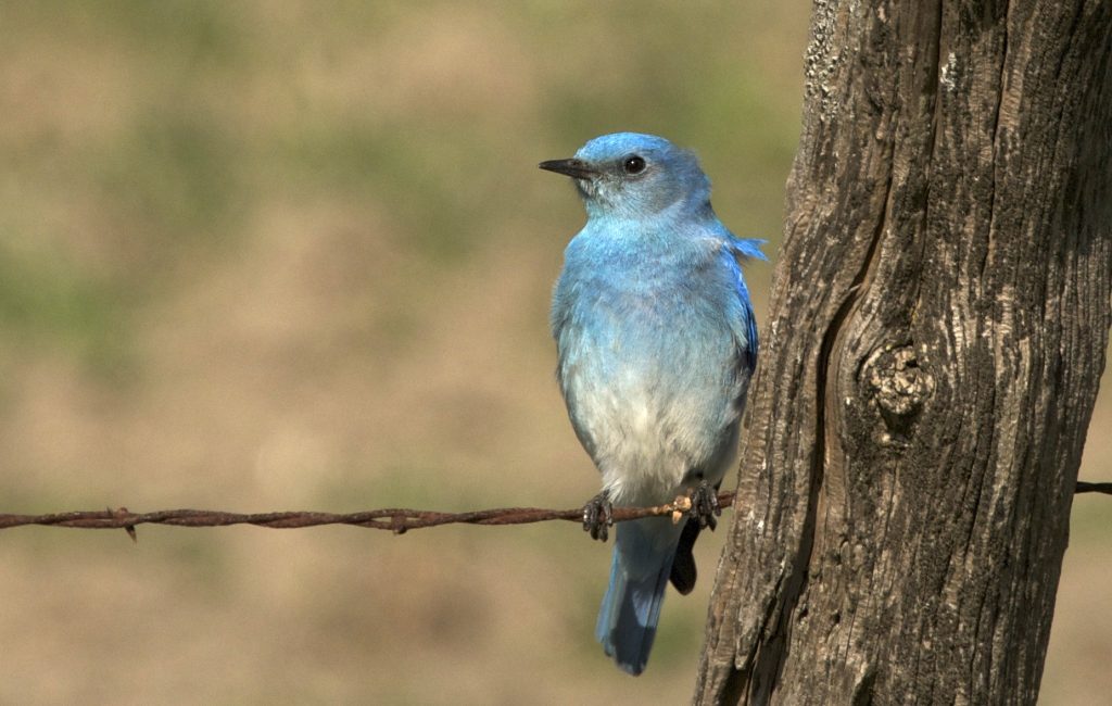 Mountain Bluebird: Arizona’s Turquoise Treasures