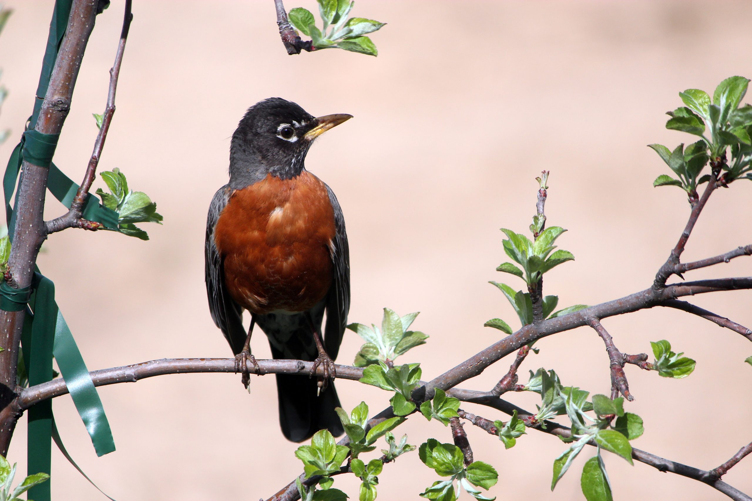 American Robin: Arizona’s Patriotic Thrush