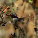 Costa's Hummingbird at the Arizona-Sonora Desert Museum