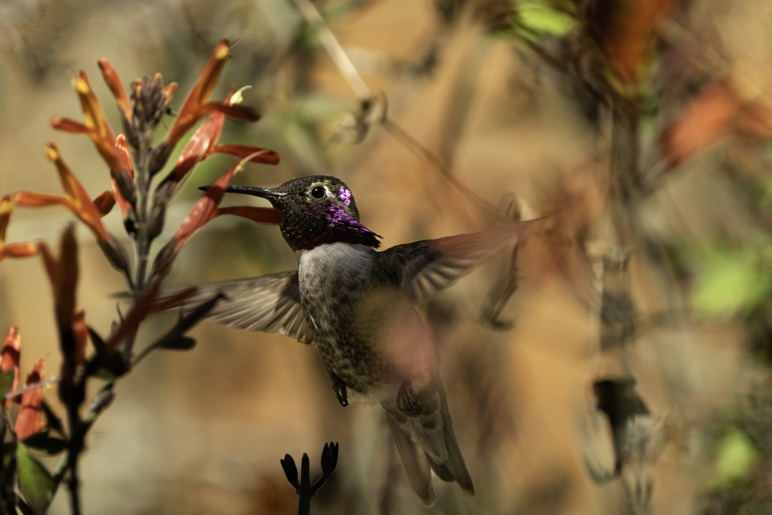 Costa's Hummingbird at the Arizona-Sonora Desert Museum