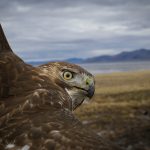 Red-Tailed Hawk: Roaring Through Arizona Skies