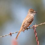 Ash-Throated Flycatcher: A Fascinating Flyer