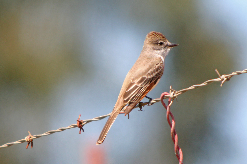Ash-Throated Flycatcher: A Fascinating Flyer