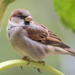 House Sparrow: A Familiar Face in Arizona