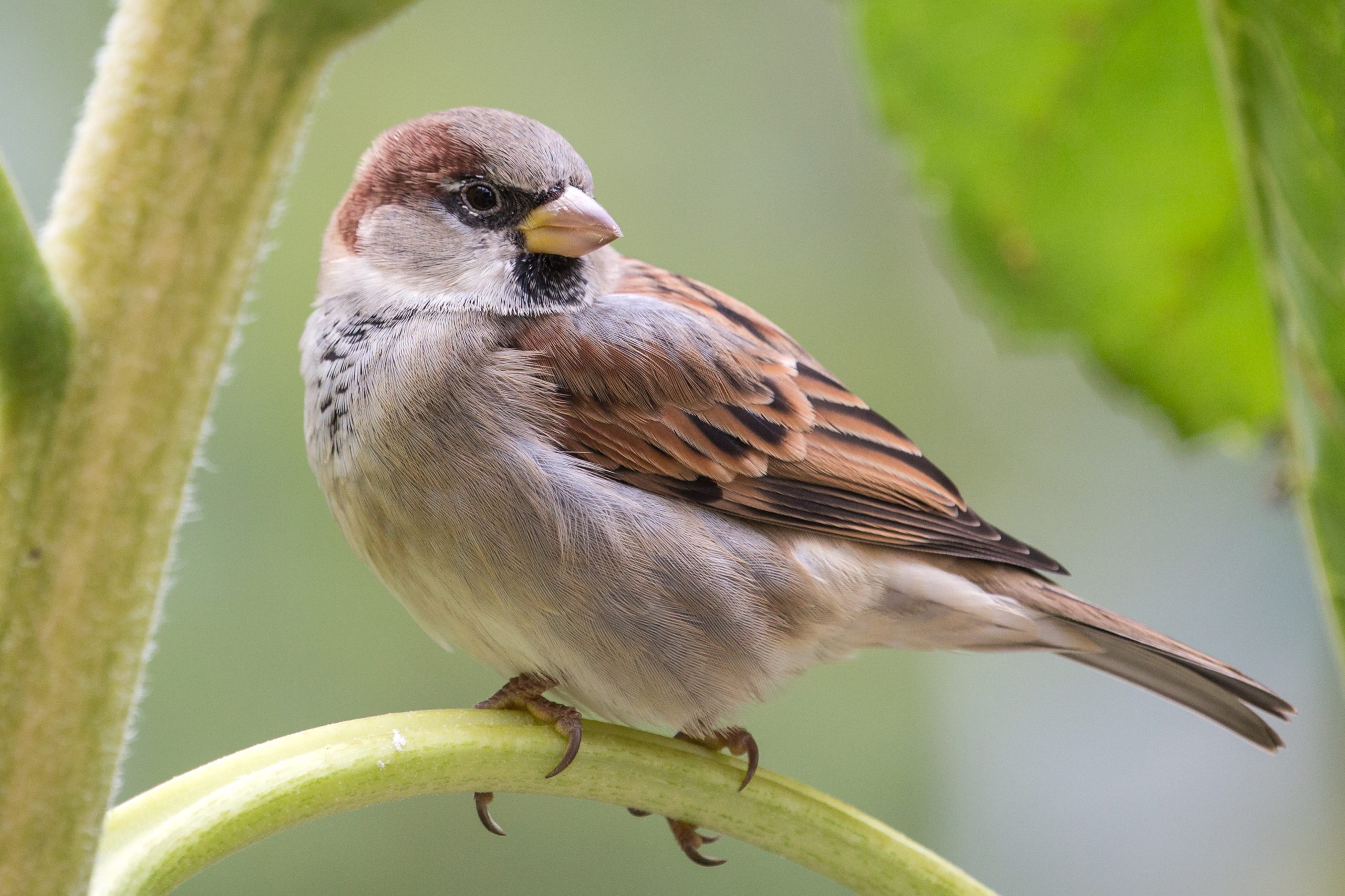 House Sparrow: A Familiar Face in Arizona