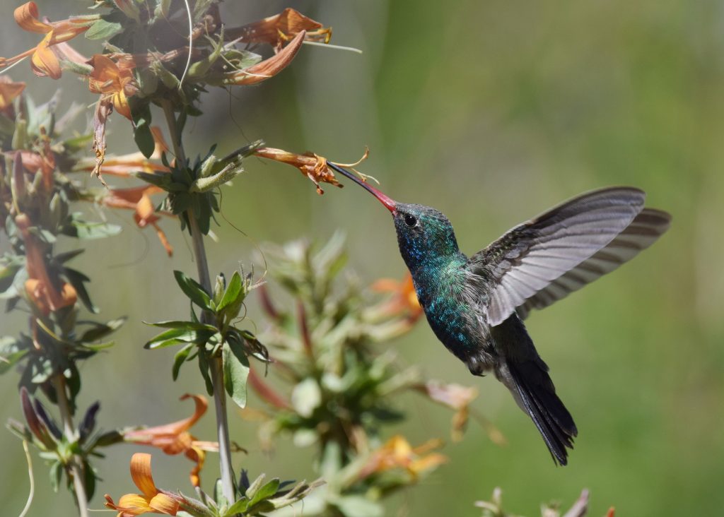 Broad-Billed Hummingbird: An Arizona Beauty