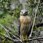 Cooper’s Hawk: One Of AZ’s Most Common Raptors