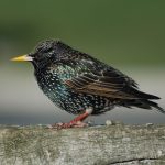 Common Starling