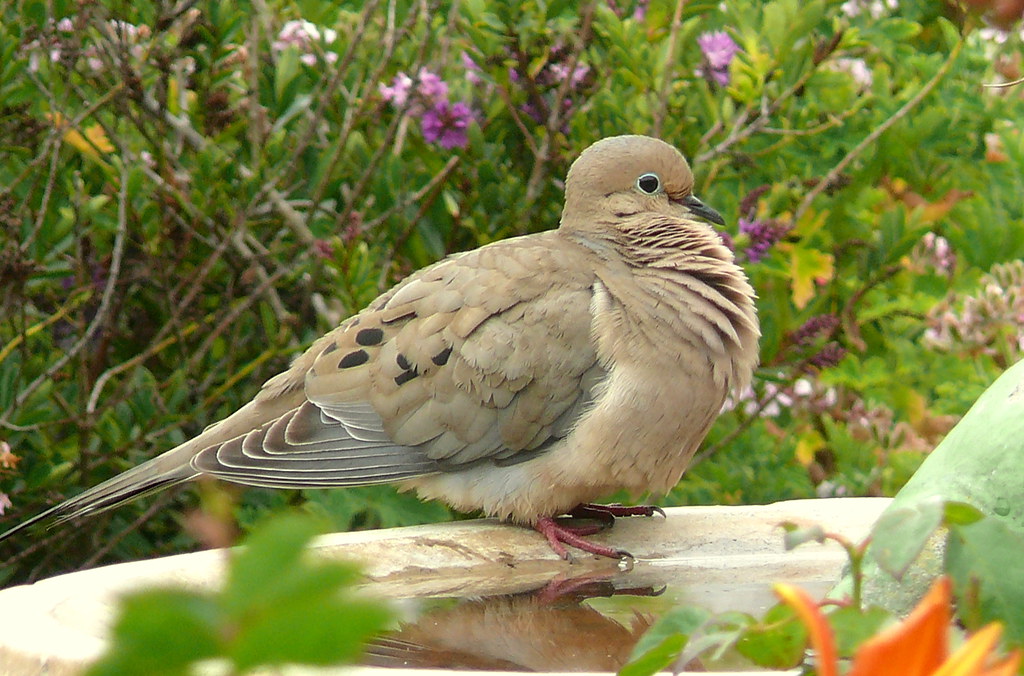 Mourning Dove: Arizona’s Marvelous Feathered Friend