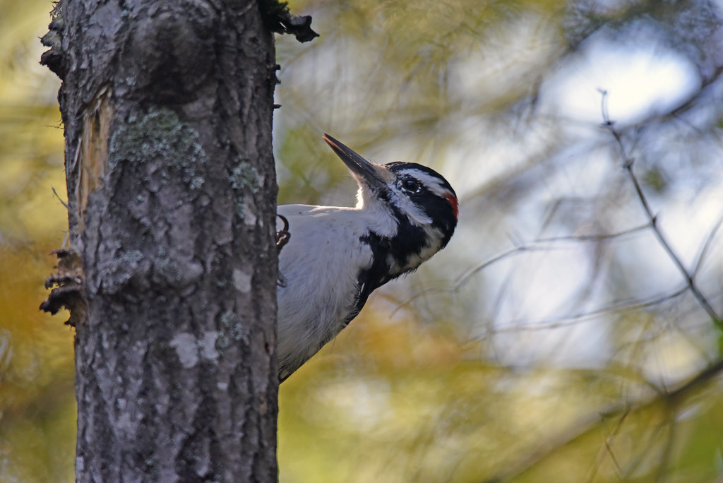 The Hairy Woodpecker: AZ’s Enthusiastic Drummer