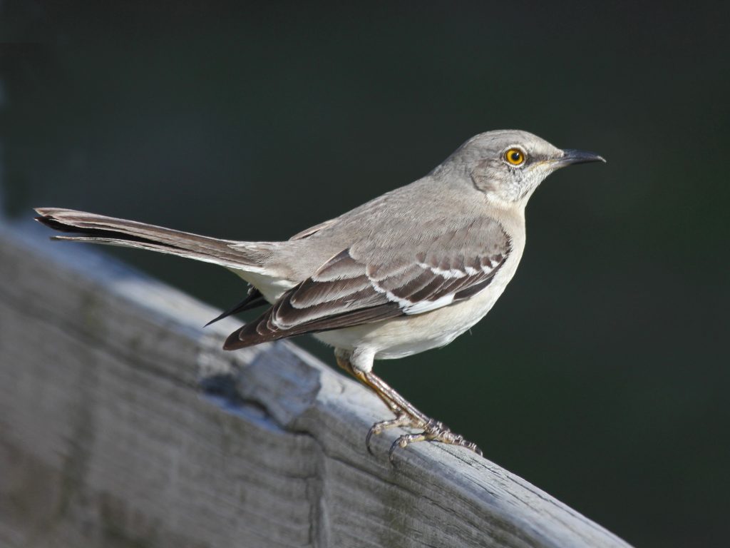Northern Mockingbird: Arizona’s Melodious Marvel