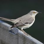Northern Mockingbird: Arizona’s Melodious Marvel