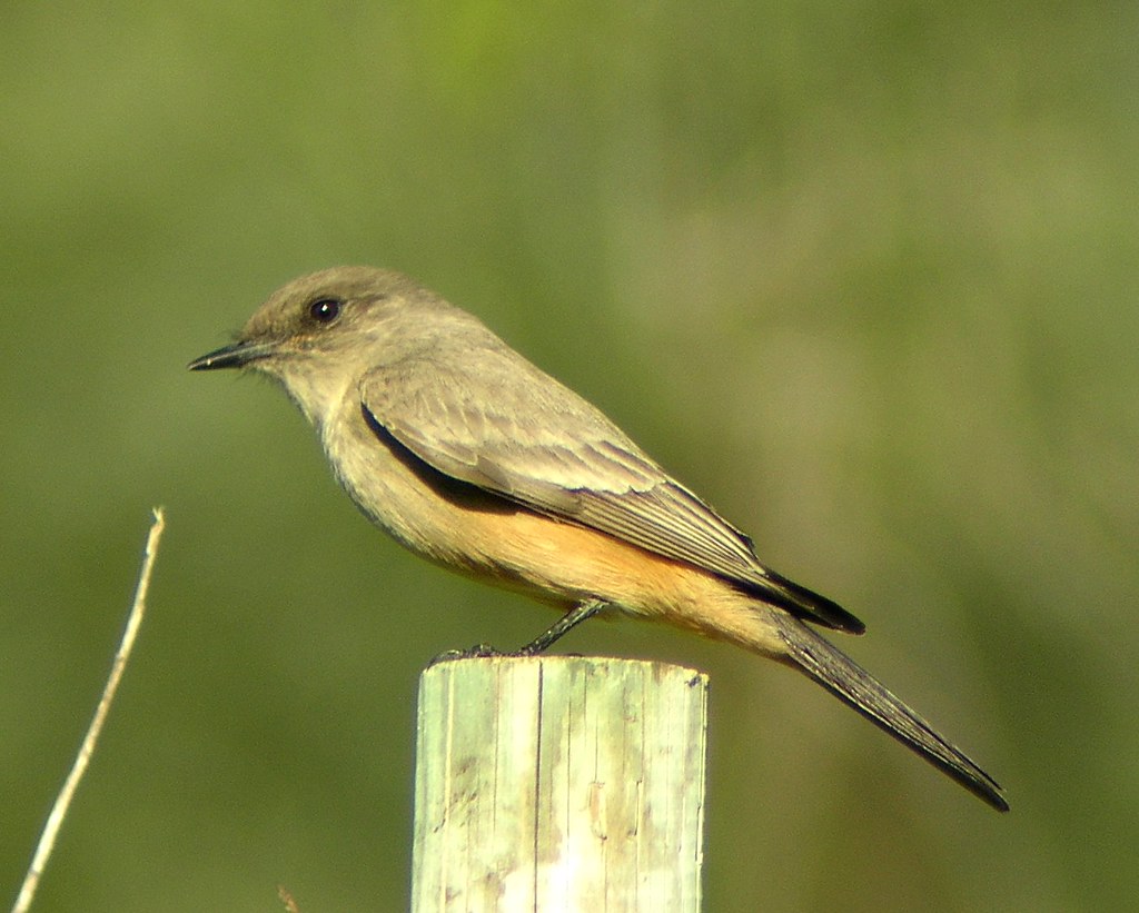 Say’s Phoebe: A Frequent Fly Catcher