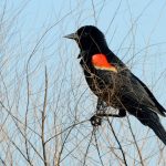 Red-winged Blackbird: Arizona’s Melodious Marvel