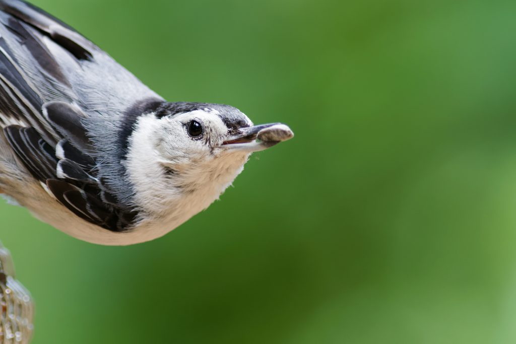 White-Breasted Nuthatch: Avian Ambassadors of Arizona