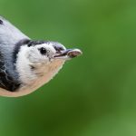 White-Breasted Nuthatch: Avian Ambassadors of Arizona