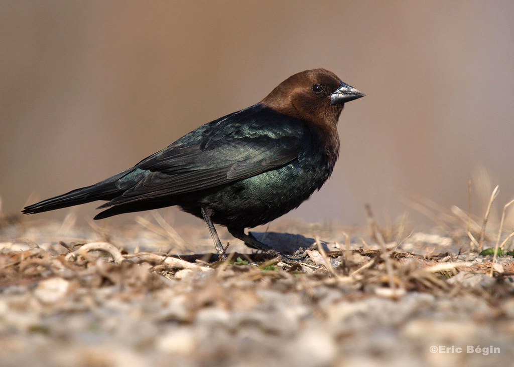 Brown-Headed Cowbird