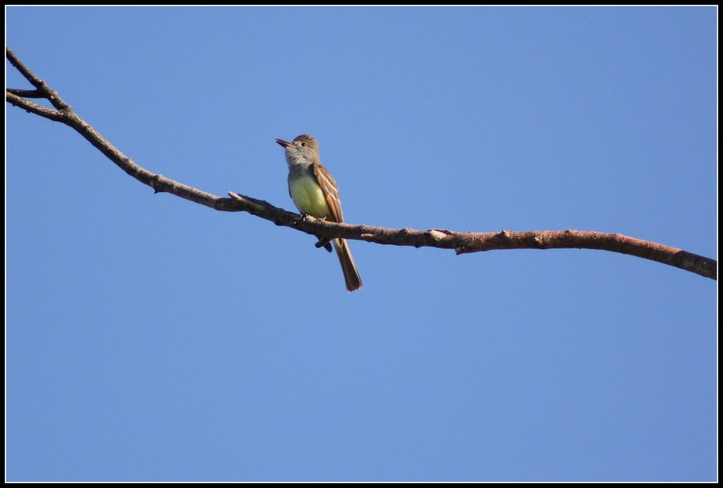 Brown-Crested Flycatcher: AZ’s Native Fly Nabber