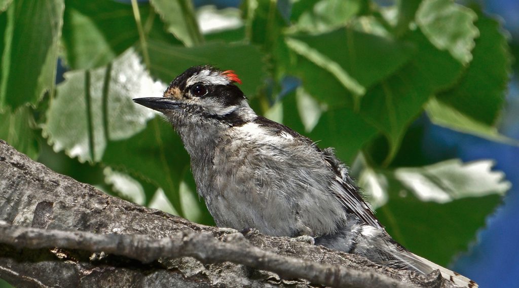 Downy Woodpecker: Arizona’s Pint-Sized Pecking Bird